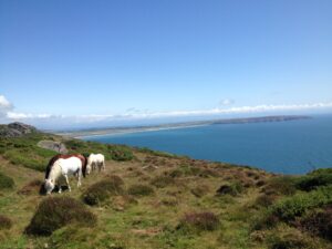 Rhiw view grazing white Welsh ponies