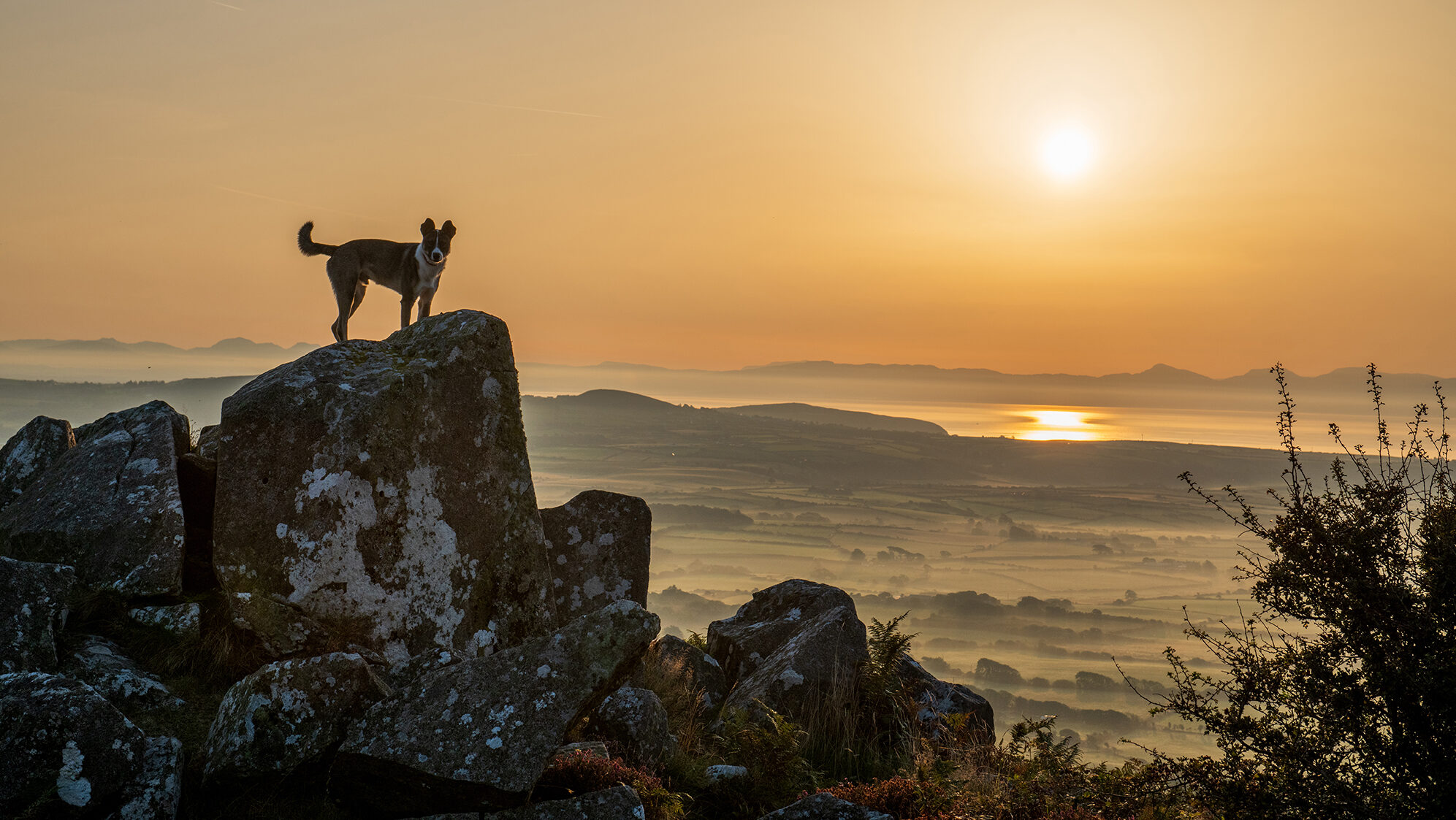 A dog looks magestic against the sunrise over the Hell's Mouth Bay