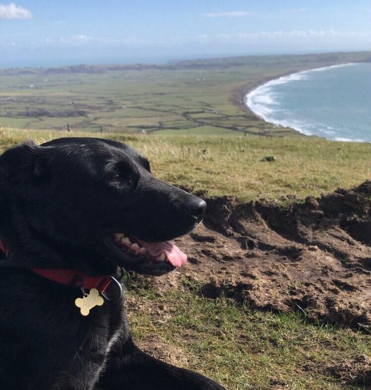 black labrador dog lying in front of sea bay and valley