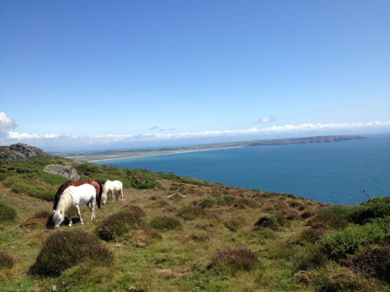 Rhiw view grazing white WElsh ponies